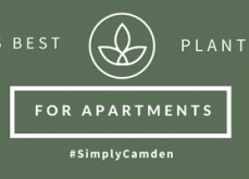 6 Best Plants For Apartments 6 Best Plants For Apartments